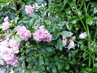Bodendeckerrose The Fairy (Rosa The Fairy)