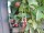 dornenlose Brombeere Black Satin (Rubus fruticosa)
