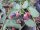 Rubus fruticosa Black Satin (dornenlose Brombeere)
