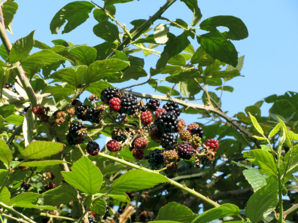 Rubus fruticosa Navaho® - (Brombeere Navaho®)