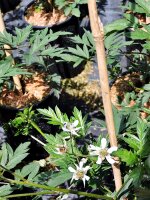 Rubus fruticosa Thornless Evergreen - (Brombeere Thornless Evergreen)