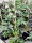 Brombeere dornenlos Thornless Evergreen (Rubus fruticosa)