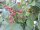 Rubus fruticosa Thornless Evergreen - (Brombeere Thornless Evergreen)