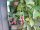 Rubus fruticosa Thornless Evergreen (Brombeere)