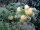 Himbeere Fallgold (Rubus idaeus)