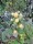 Himbeere Fallgold (Rubus id.)