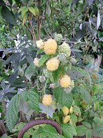 Himbeere Golden Queen®  (Rubus idaeus)