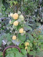 Himbeere Golden Queen®  (Rubus idaeus)