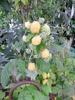 Himbeere Golden Queen®  (Rubus id.)