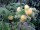Himbeere Golden Queen®  (Rubus id.)
