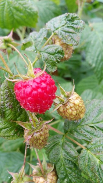 Himbeere Himbostar® ( Rubus id.)