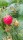 Himbeeren ZEFA 3 Herbsternte (Rubus id. ZEFA 3 Herbsternte)