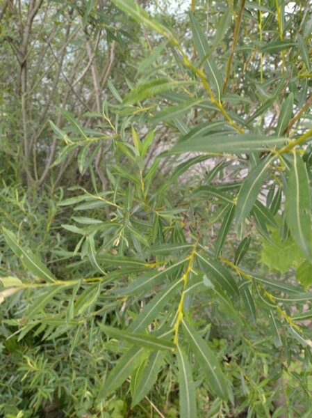 Grauweide / Aschweide (Salix cinerea)