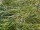 Rosmarinweide / Lavendelweide (Salix rosmarinifolia)