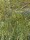 Rosmarinweide / Lavendelweide (Salix rosmarinifolia)