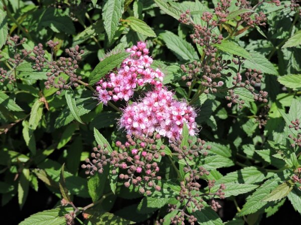 Rote Sommerspiere Anthony Waterer (Spiraea japonica)