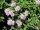 Harlekin-Spiere Shirobana (Spiraea japonica)