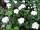 weiße Zwergspiere (Spiraea japonica Albiflora)