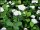 weiße Zwergspiere (Spiraea japonica Albiflora)