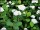 weiße Zwergspiere Albiflora (Spiraea japonica)