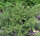 Kisseneibe Repandens (Taxus baccata)