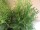 Lebensbaum Smaragd (Thuja occidentalis)