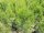 Lebensbaum Smaragd (Thuja occidentalis)