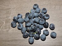 Heidelbeere / Blaubeere Berkeley (Vaccinium corymb.)