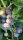 Heidelbeere / Blaubeere Goldtraube (Vaccinium corymb.)