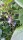 Heidelbeere / Blaubeere Hardyblue (Vaccinium corymb.)