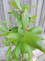 Immergrüner Schneeball (Viburnum burkwoodii)