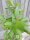 Immergrüner Schneeball (Viburnum burkwoodii) Osterschneeball