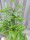 Immergrüner Schneeball (Viburnum burkwoodii) Osterschneeball