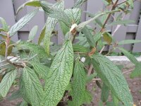 Viburnum rhytidophyllum - (Runzelblättriger Schneeball)