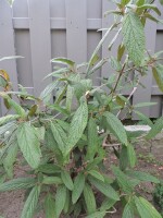 Viburnum rhytidophyllum - (Runzelblättriger Schneeball)