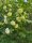 Gefüllter Schneeball Roseum (Viburnum opulus Roseum)