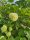 Gefüllter Schneeball Roseum (Viburnum opulus Roseum)