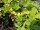Wald-/Golderdbeere, Waldsteinie (Waldsteinia ternata)