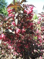 Rotblättrige Weigelie Purpurea (Weigela florida...