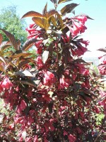 Rotblättrige Weigelie Purpurea (Weigela florida...