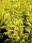 Goldliguster Aureum (Ligustrum ovalifolium Aureum)