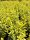 Goldliguster Aureum - (Ligustrum ovalifolium Aureum)