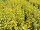 Goldliguster Aureum (Ligustrum ovalifolium Aureum)