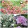 Weigela Bristol Ruby, Buddleja Reve de Papillon White und Hibiskus Lavender Chiffon im Topf 15-25 cm
