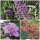 Buddleja Lochinch, Hibiskus Lavender Chiffon und Weigelia Bristol Ruby im Topf 15-20 cm