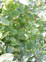 Hainbuche, Weißbuche (Carpinus betulus)