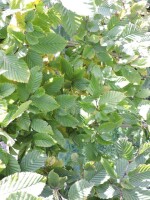 carpinus betulus Weißbuche Hainbuche