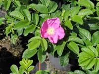 Apfelrose, Kartoffelrose, Hagebutte (Rosa rugosa)...