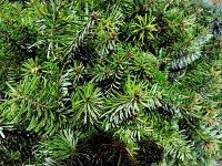 Nordmanntanne / Weihnachtsbaum (Abies nordmanniana) im...