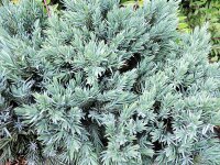 Zwergwacholder Blue Star (Juniperus squamata)